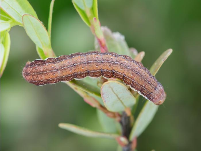 Orthosie gris-vert (Orthosia revicta)_6