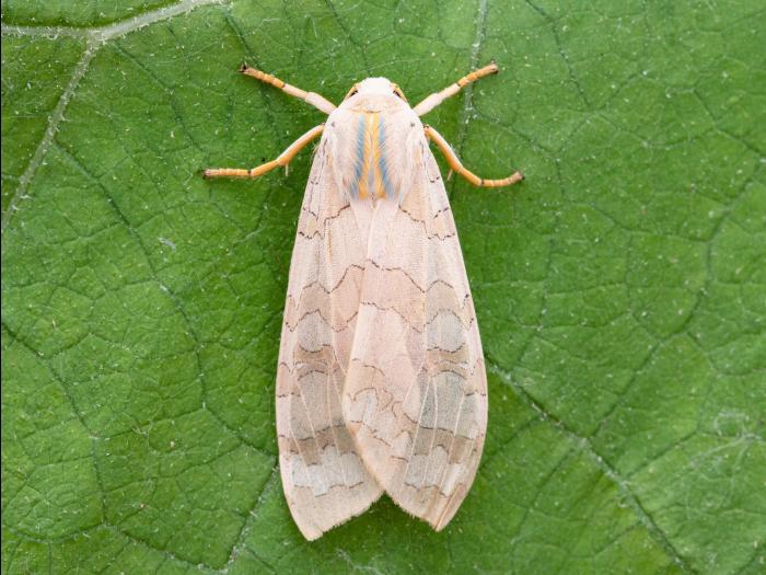 Halysidote du pommier (Halysidota tessellaris)_4