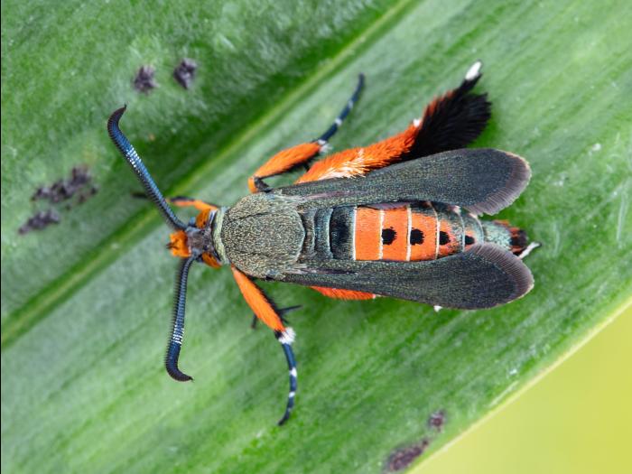 Perceur de la courge (Melittia cucurbitae)_11