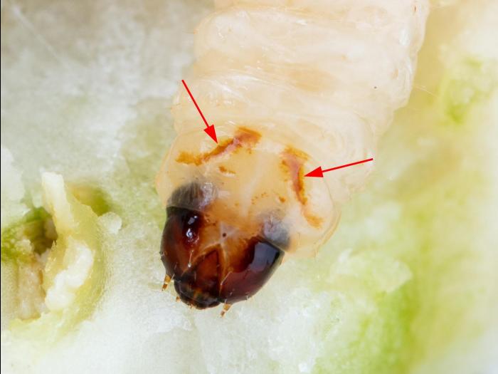 Perceur de la courge (Melittia cucurbitae)_12