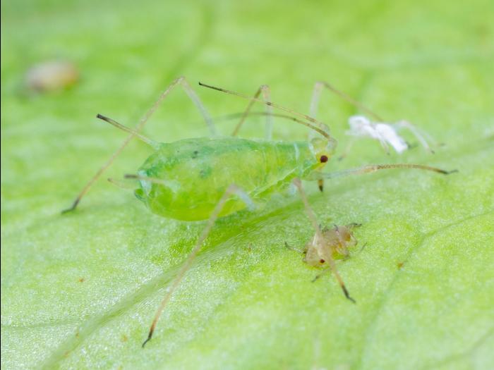 Puceron de la pomme de terre (Macrosiphum euphorbiae)_4