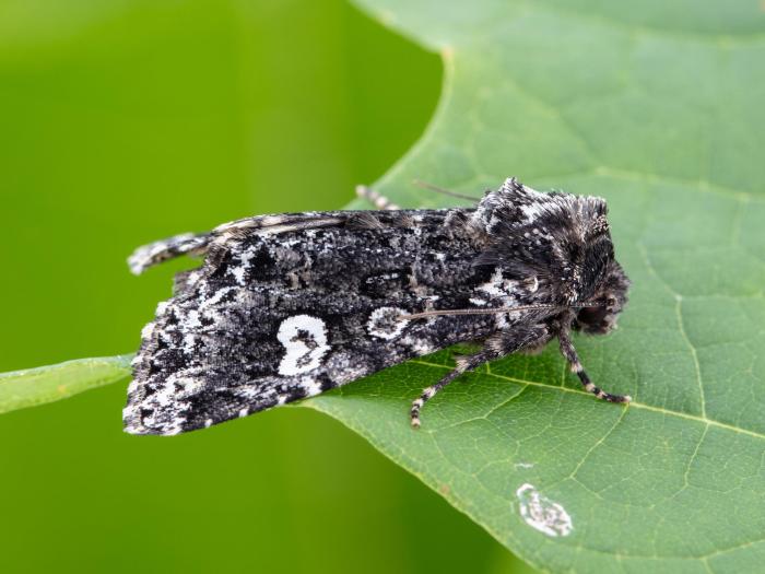 Chenille à chevrons (Melanchra adjuncta)_5