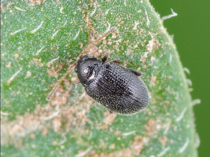 Altise pomme de terre (Epitrix cucumeris)_3