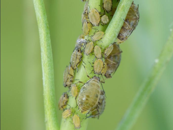 Lipaphis pseudobrassicae_1