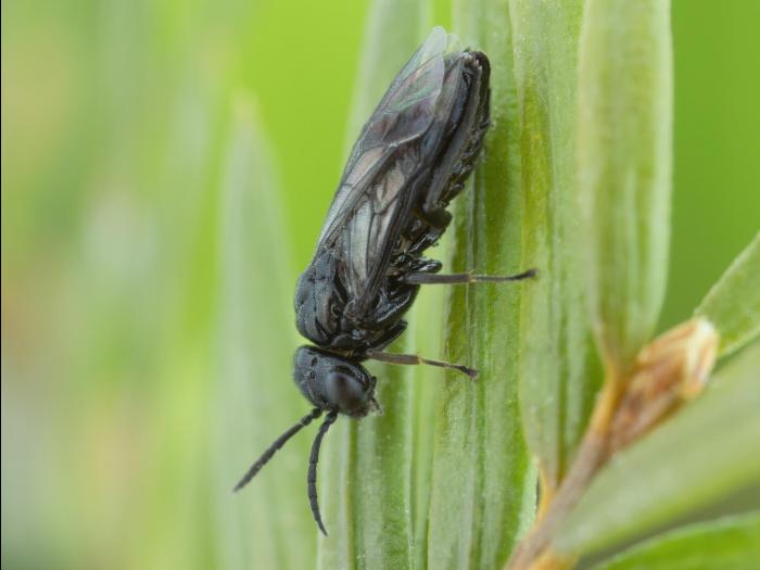 Tenthrède-limace rosacée (Caliroa cerasi) _8