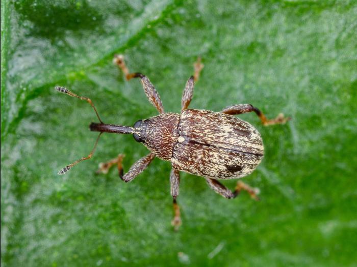 Charançon du poivron (Anthonomus eugenii)_2