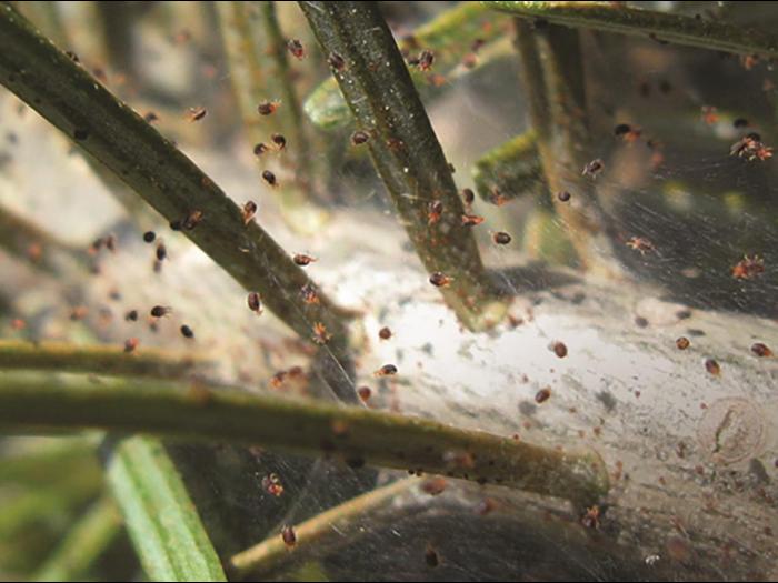 Tétranyque de l'épinette (Oligonychus ununguis)_3