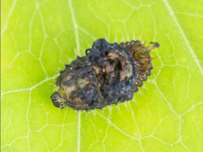 Casside dorée (Charidotella sexpunctata bicolor)_2