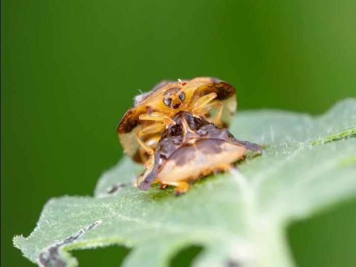 Casside oursonne (Plagiometriona clavata)_6