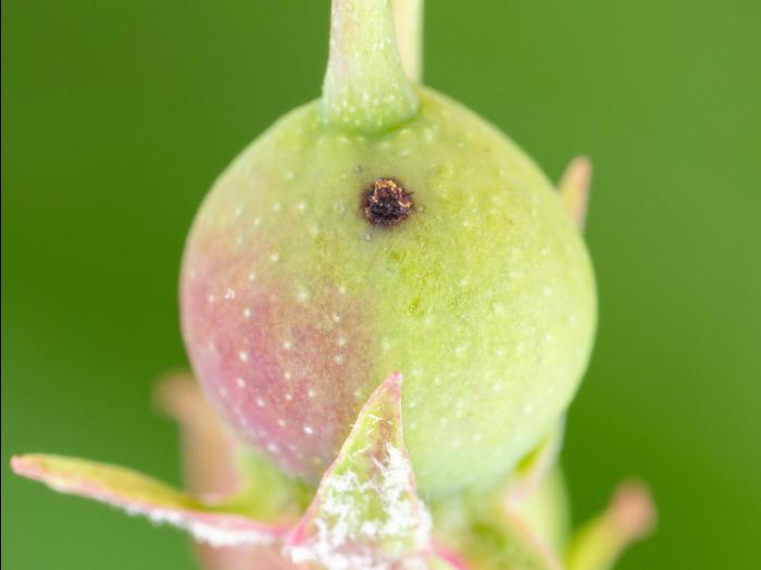 Charançon de la pomme (Anthonomus quadrigibbus)_11