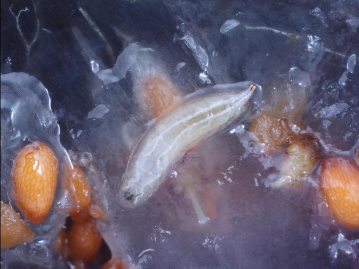 Drosophile à ailes tachetées (Drosophila suzukii)_13