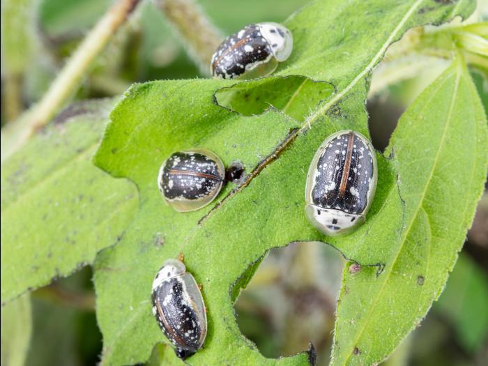 Physonota helianthi_9