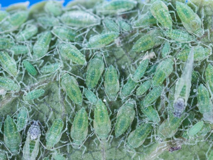 Puceron farineux du prunier (Hyalopterus pruni)_1