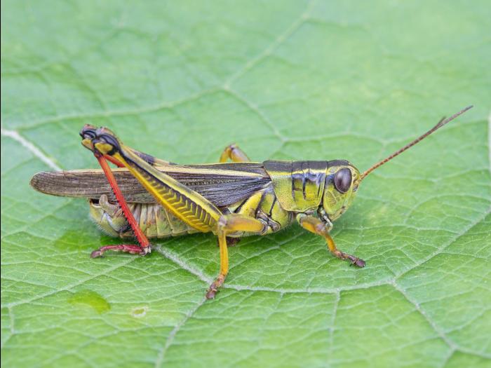 Criquet birayé (Melanoplus bivittatus)_2