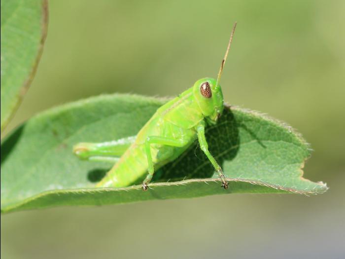 Criquet birayé (Melanoplus bivittatus)_4