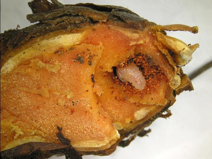 Fraise - Charançon noir de la vigne (Otiorhynchus sulcatus)_4