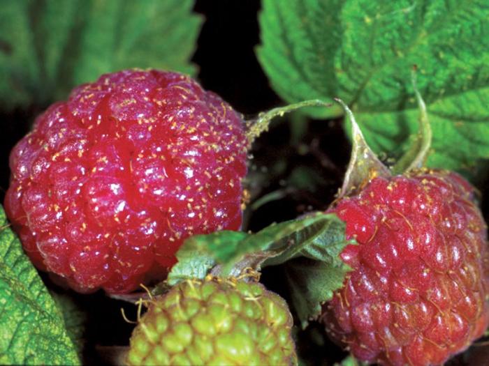 Tétranyque de McDaniel (Tetranychus mcdanieli)