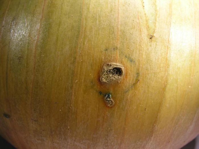 Oignon sec - Pyrale du maïs (Ostrinia nubilalis)_1