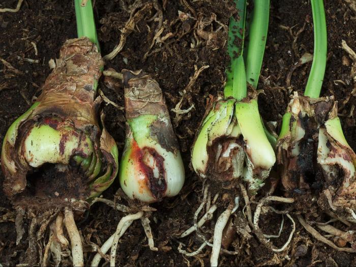 Amaryllis - Mouche des narcisses (Merodon equestris)_1