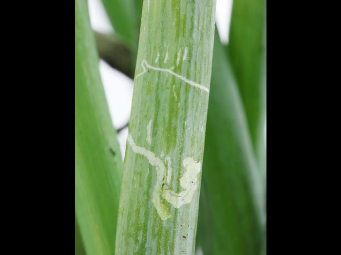 Oignon sec - Mouche mineuse américaine (Liriomyza trifolii)_1