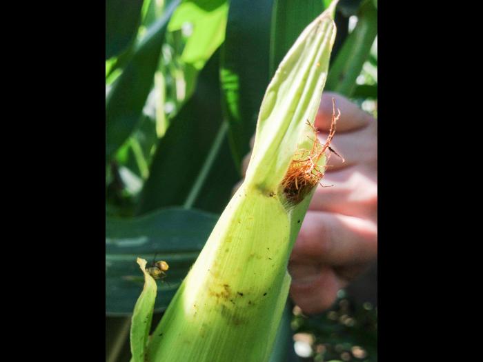 Maïs sucré - Chrysomèle des racines du maïs de l'ouest (Diabrotica virgifera virgifera)_1