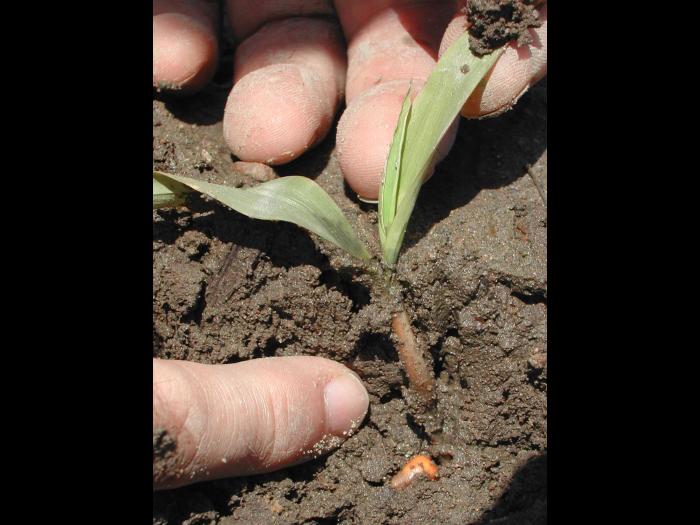 Maïs grain et fourrager - Drainage insuffisant (asphyxie racinaire)