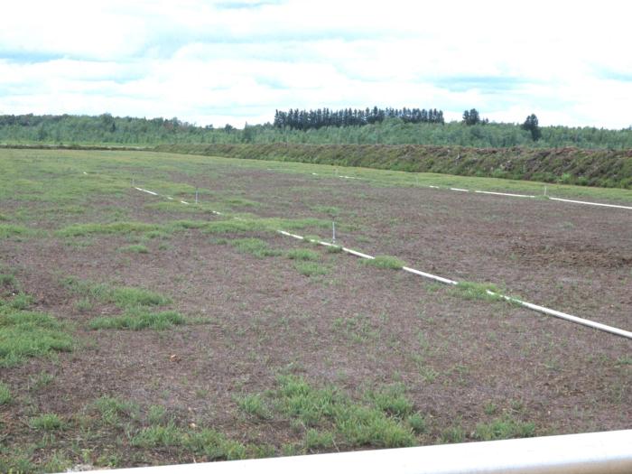 Canneberge - Gel hivernal