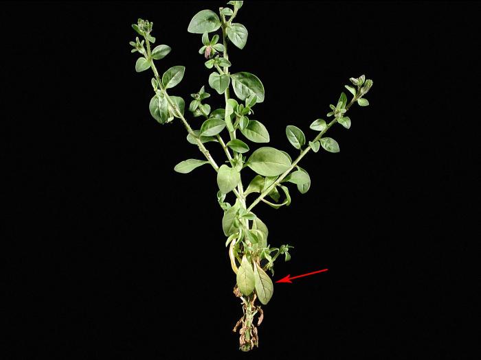 Calibrachoas - pH élevé (neutre à basique) et fertilisation faible