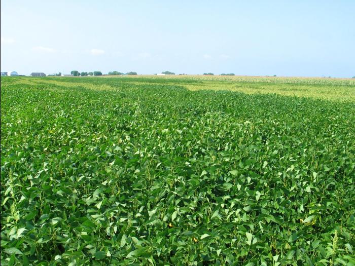 Soya - Manque d'eau et sécheresse