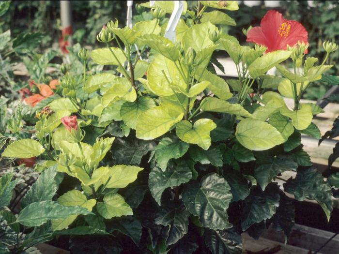 Hibiscus - Carence en fer (Fe)_1