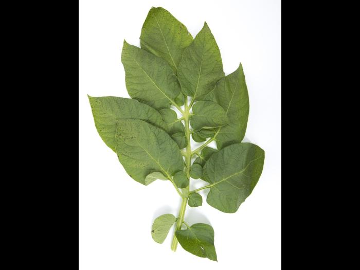 Pomme de terre - Polluant gazeux