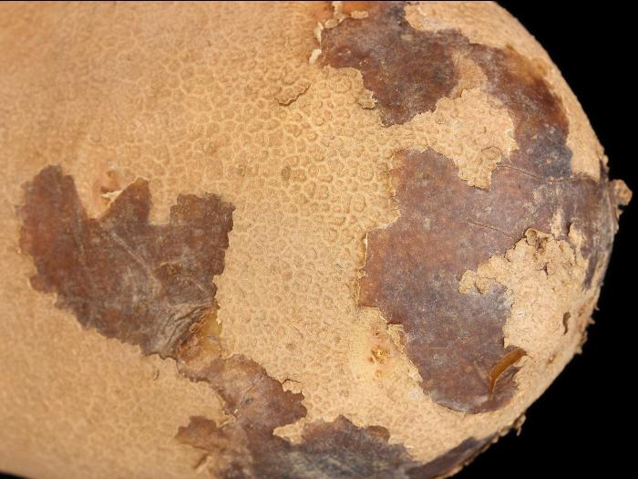 Pomme de terre - Pelage de l'épiderme