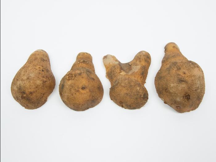 Pomme de terre - Tubercule pointu au talon ou à la couronne