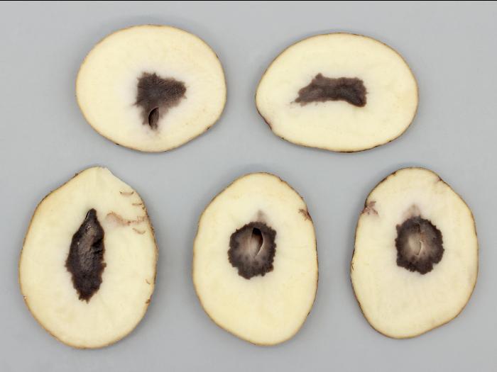 Pomme de terre - Coeur noir