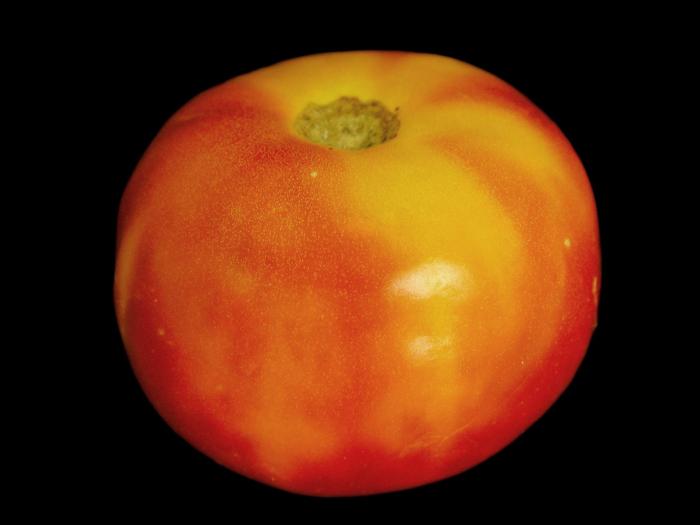 Tomate - Collet jaune
