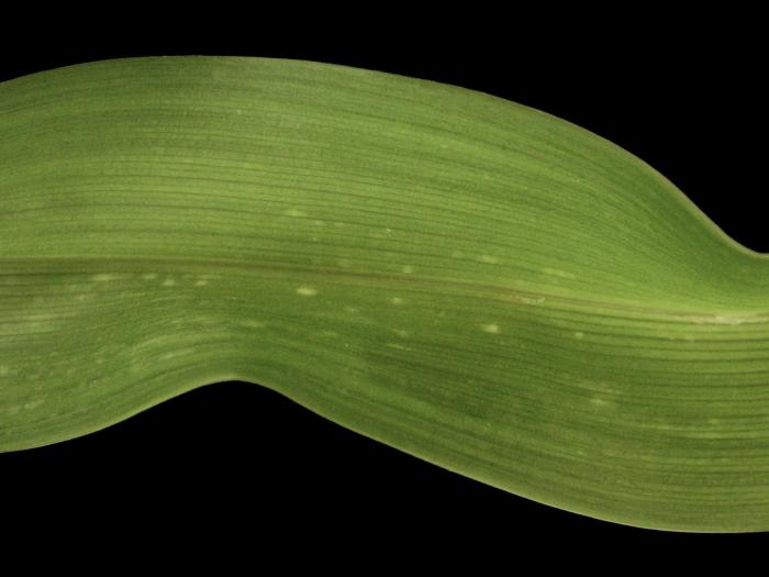 Hémérocalles - Virus des taches en anneaux du tabac (TRSV)