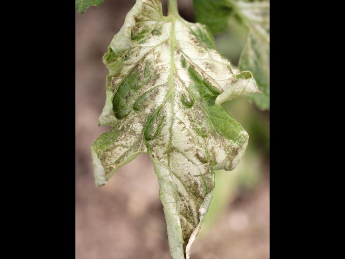 Tomate - Gel printanier