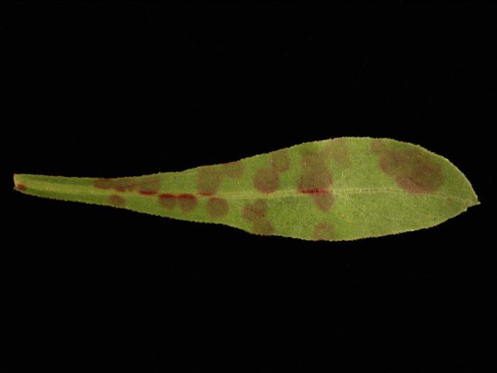 Gauras - Problème variétal