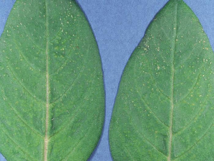 Cuphéas - Intumescence (oedème)