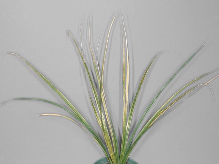 Dracénas - Luminosité intense et température basse de l’air (froid)