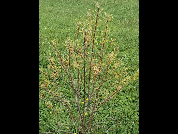 Argousier - Carence en azote