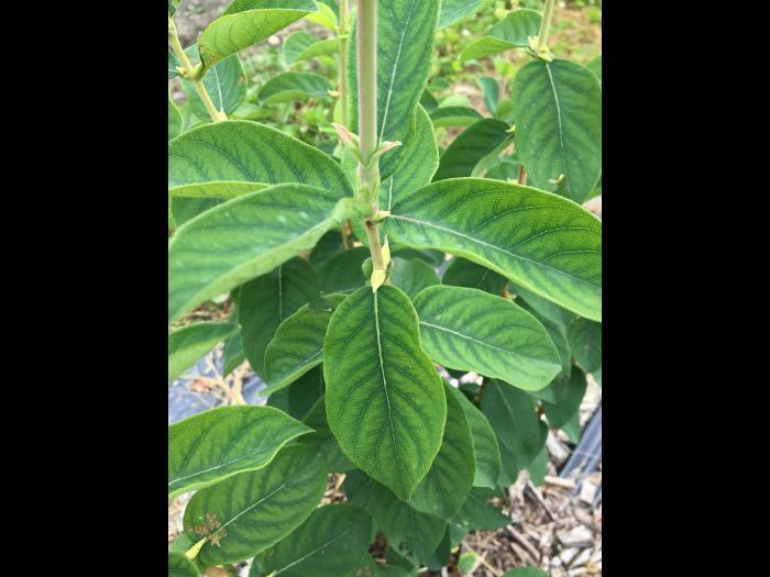 Camerise - Carence en manganèse
