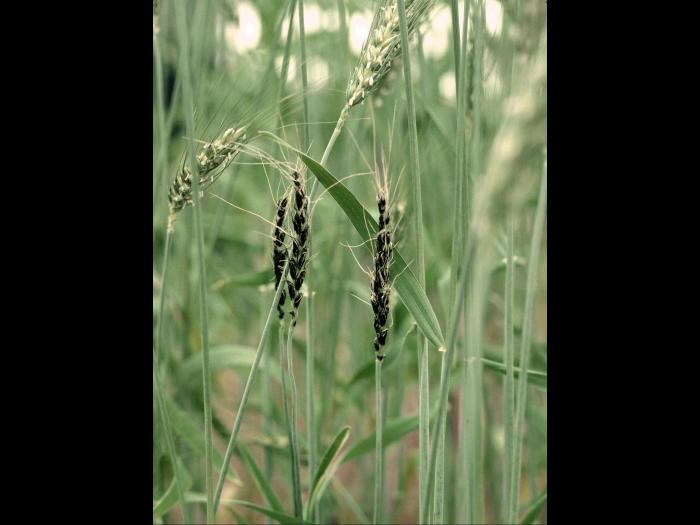 Blé - Charbon nu (Ustilago tritici)_3