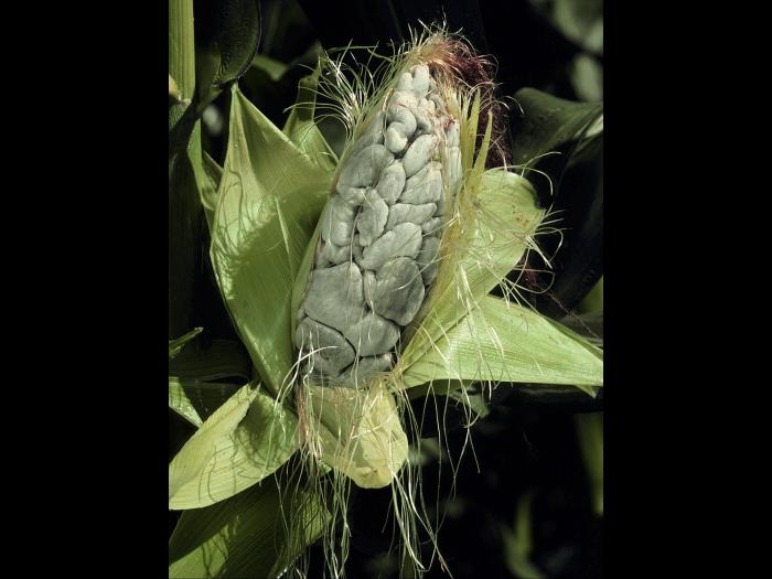 Maïs grain et fourrager - Charbon commun (Ustilago maydis)_4
