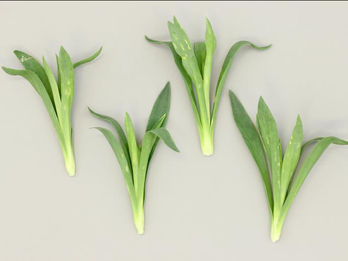 Oeillets - Virus de la marbrure de l’œillet (CarMV)