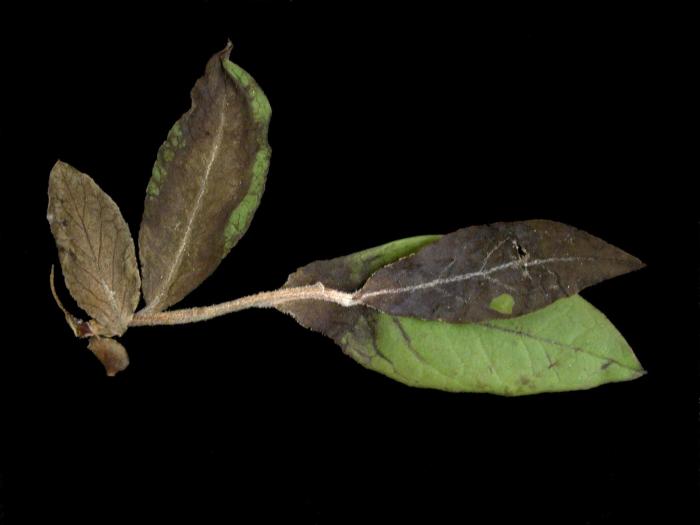 Bleuet en corymbe - Pourriture sclérotique (Monilinia vaccinii-corymbosi)