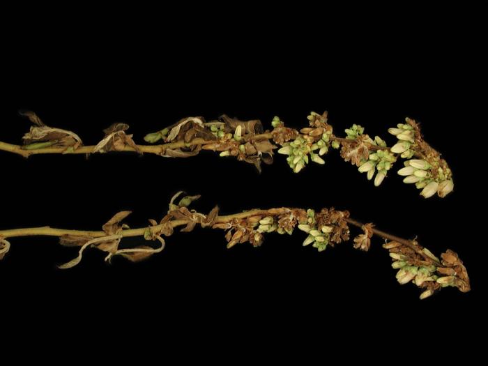 Bleuet en corymbe - Pourriture sclérotique (Monilinia vaccinii-corymbosi)