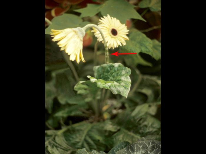 Gerbéras - Blanc (Oidium cichoracearum)