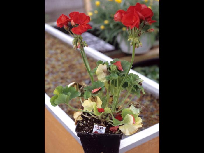 Géraniums - Moisissure grise (Botrytis cinerea)_1