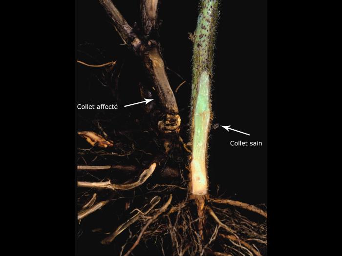 Framboise - Pourriture des racines (Phytophthora rubi)